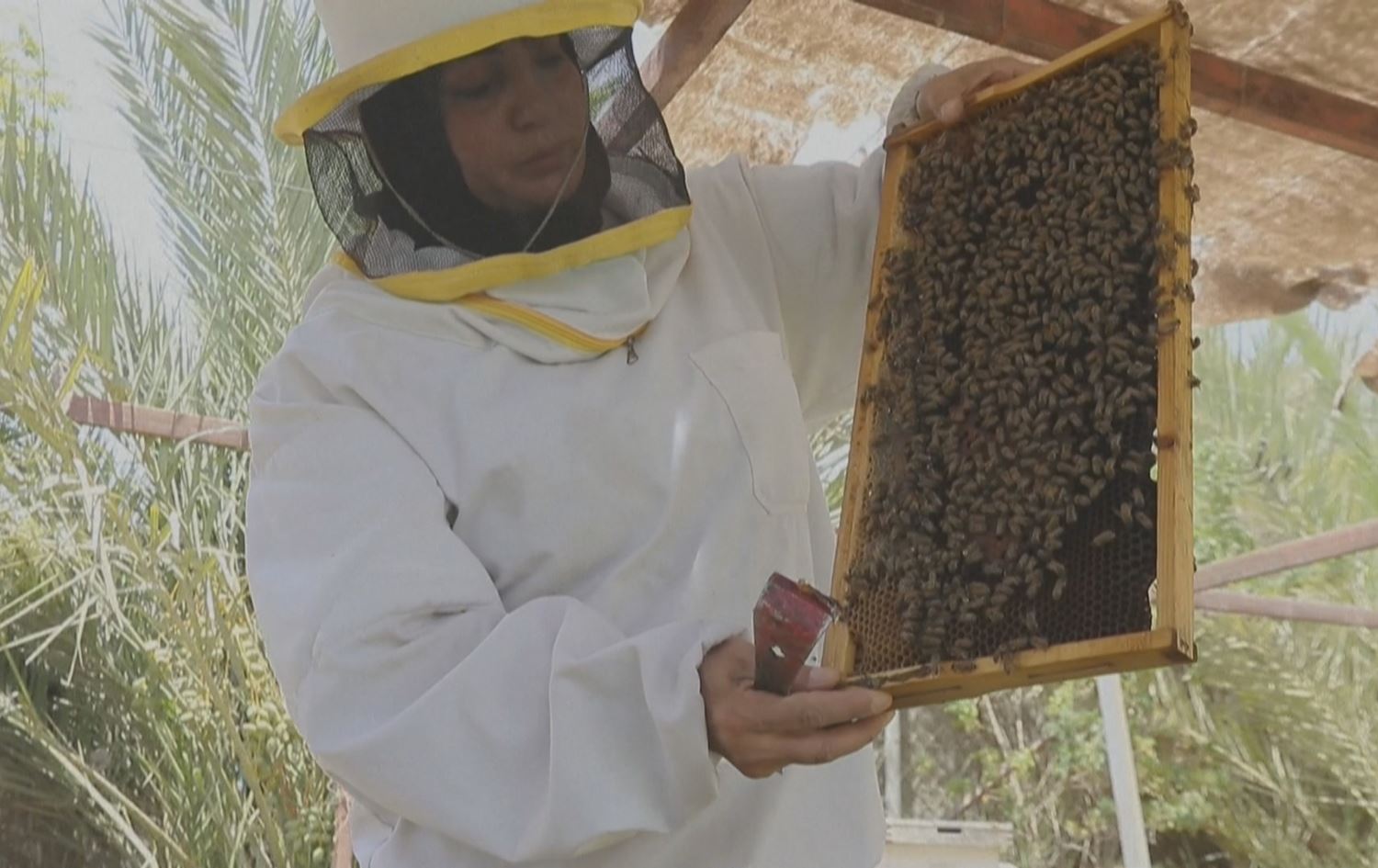 زەینەب مەعمووری، هەنگەوان. 