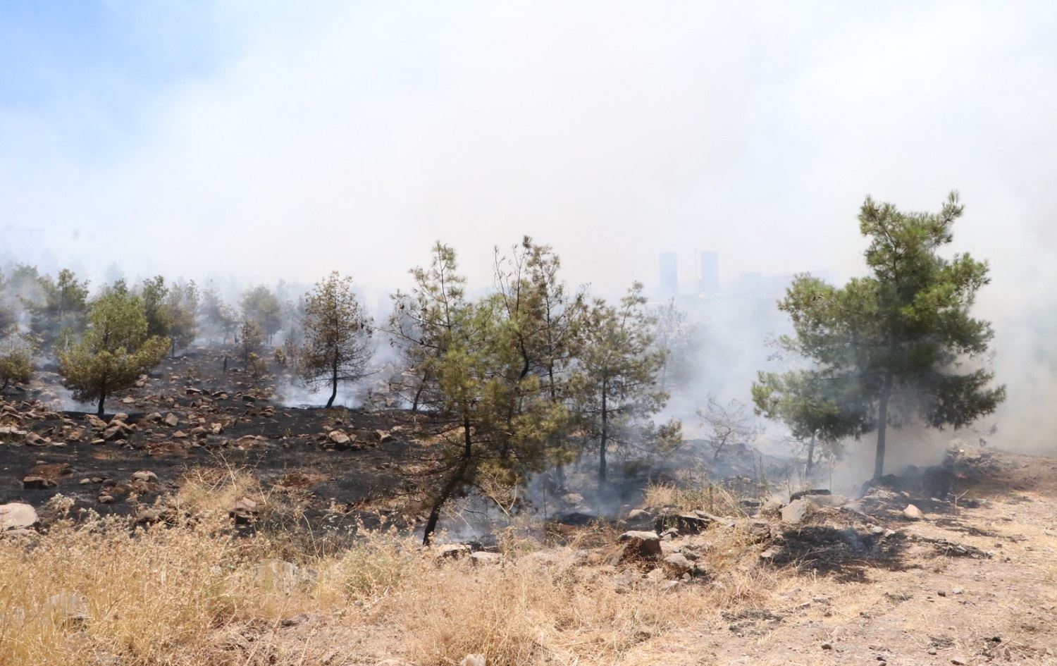 Li Tirkiye û Bakurê Kurdistanê daristan dişewitin
