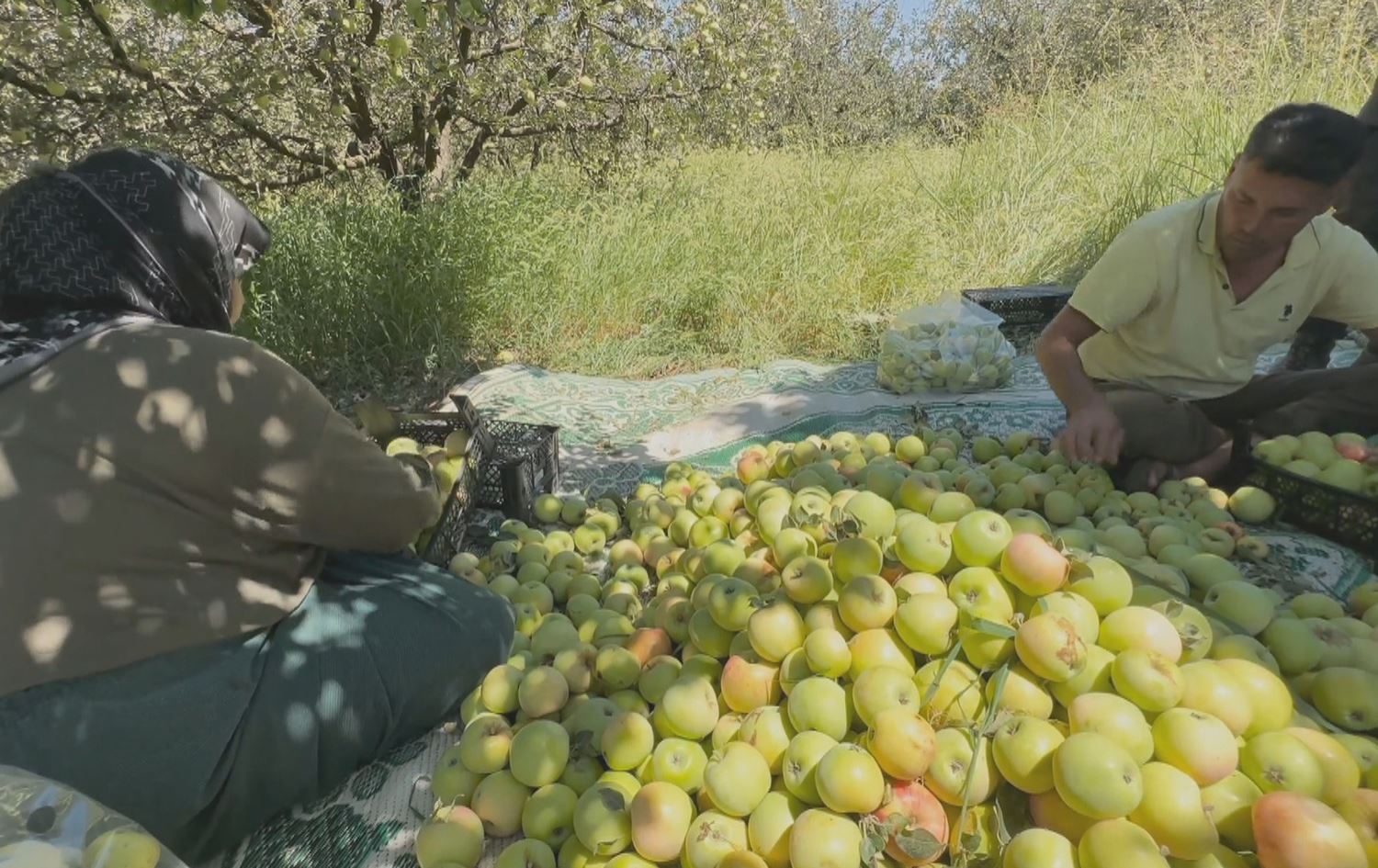 Li Efrînê komkirina sêvan dest pê kiriye