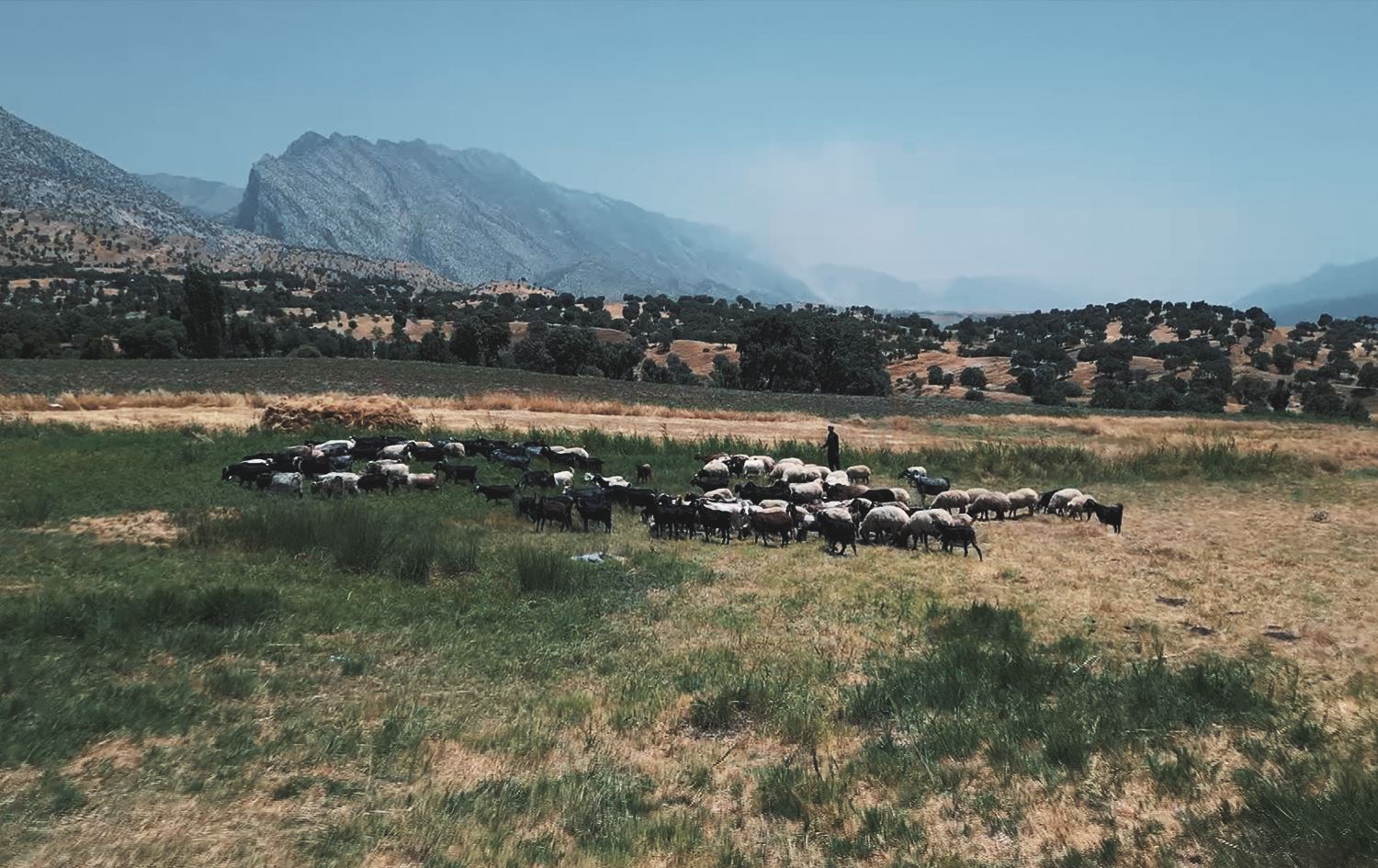 Fires sparked by Turkish bombs force shepherds out of the mountains