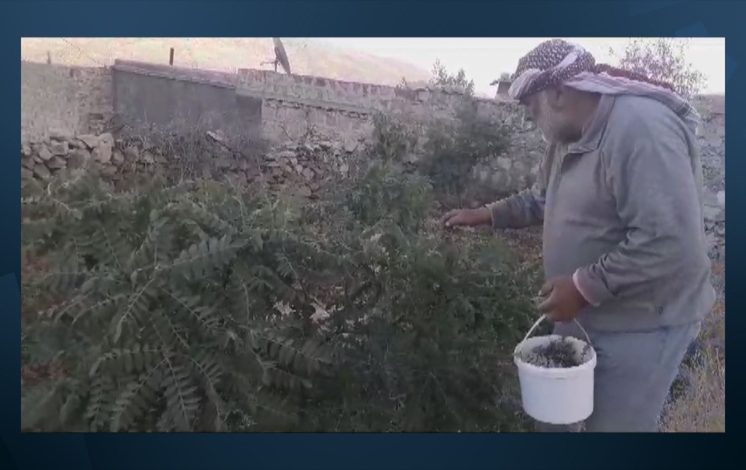 Li Efrînê berhevkirina simaqê dest pê kiriye