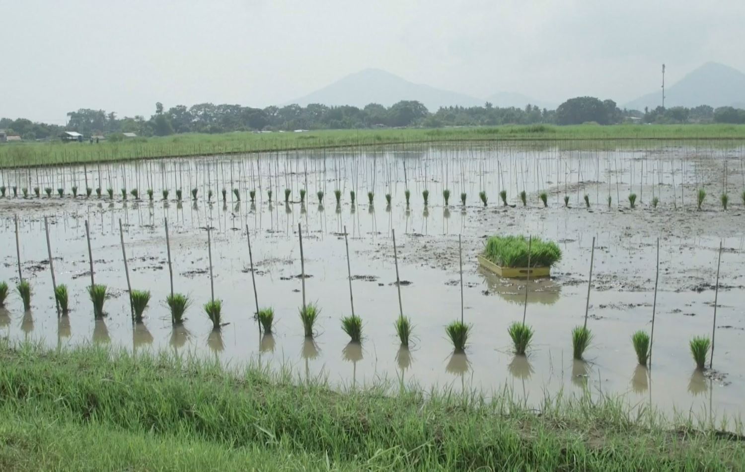 هەڵبژاردنی ئەو جۆرە برنجانەی بەرگەی گۆڕانی کەشوهەوا دەگرن