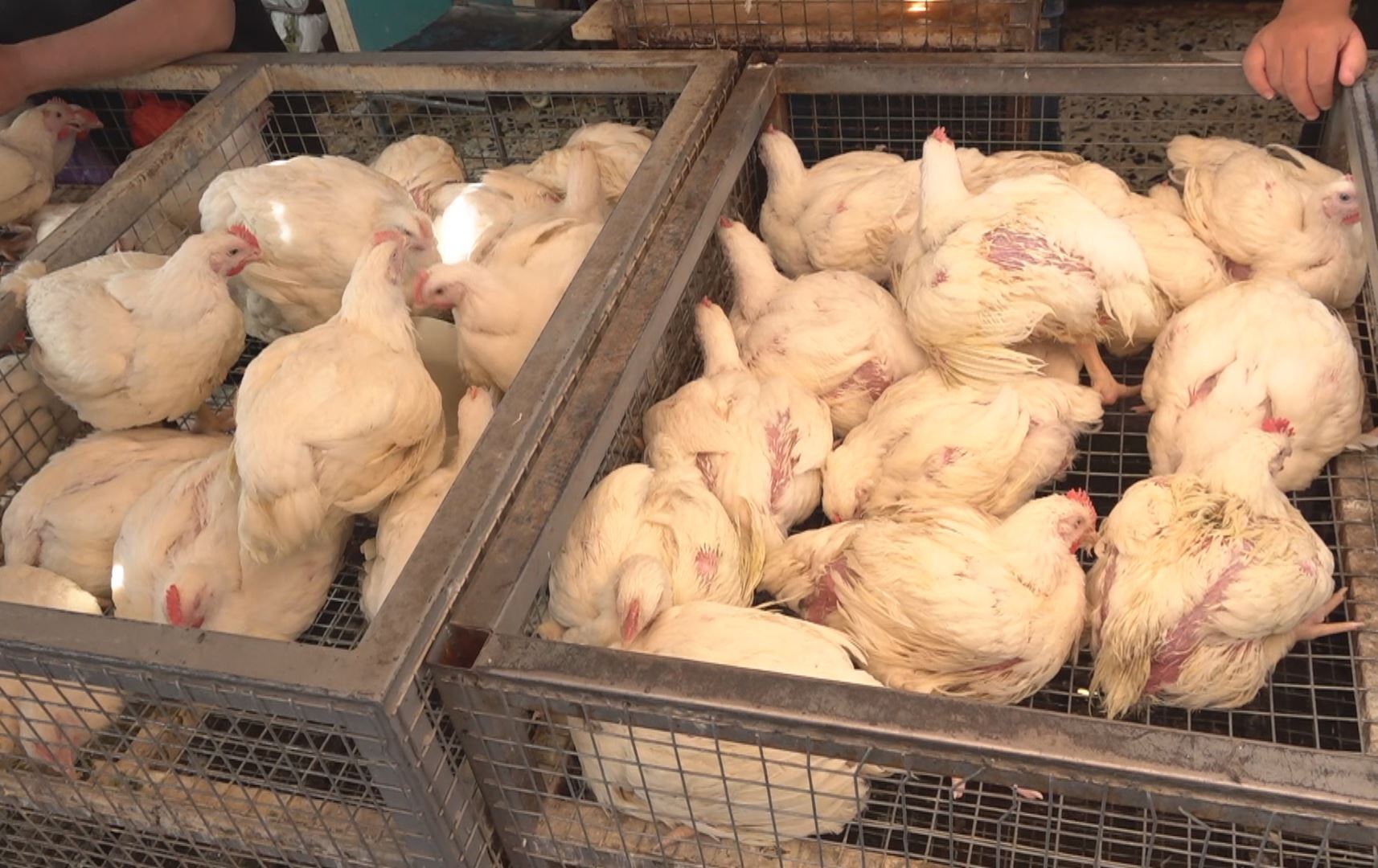 گرانبوونی نرخی مریشک لە بازاڕەکانی عێراق