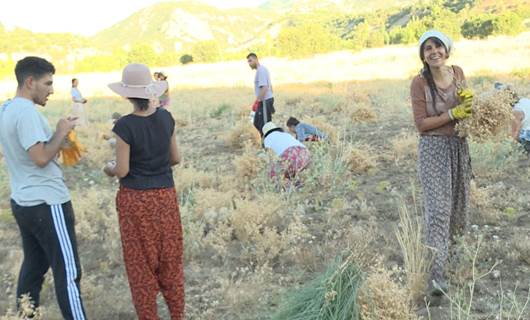 VİDEO - Dersim’de kadın üreticinin çağrısıyla imece usulü hasat yapıldı