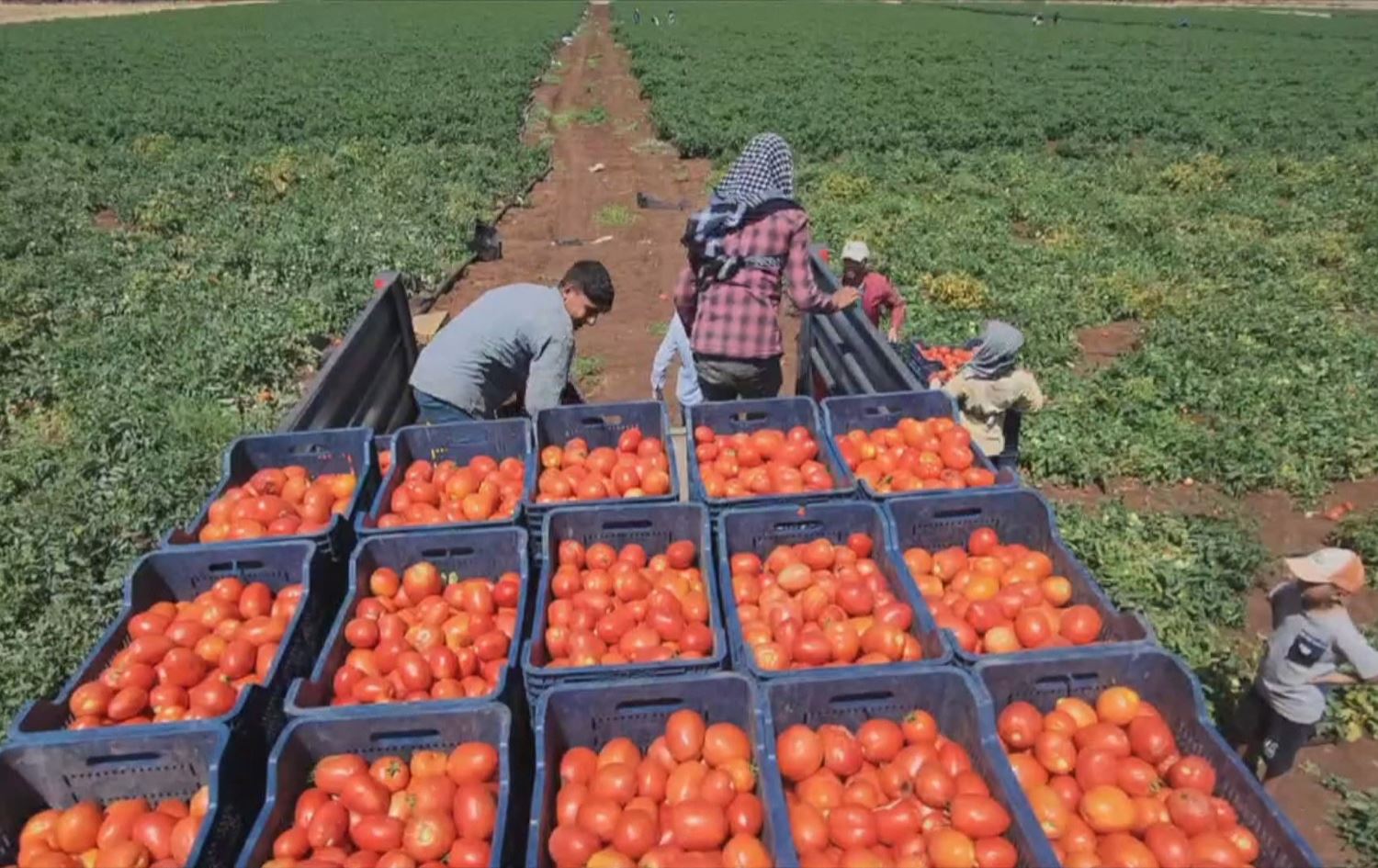 Li gundên Qerejdaxê berhemanîna bacanên sor zede bûye