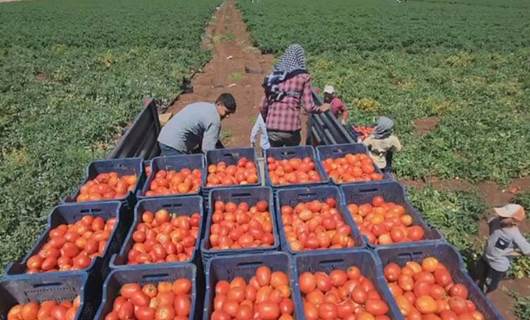 Karacadağ domatesi Avrupa ve ABD’ye ihraç ediliyor