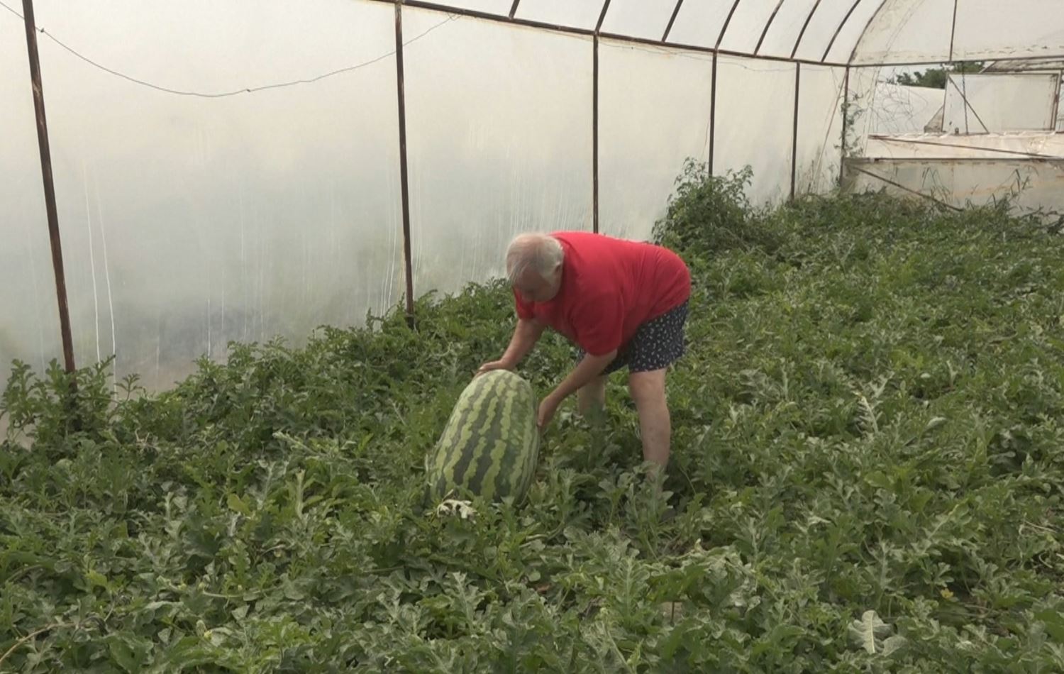 دارڤاس لە خانووە پلاستیکییەکەیدا، دەستی بە شووتییەکاندا دەکێشێت و لەو رێگەیەوە بە ئاسانی دەزانێت کامیان گەییوە و کامیان ماویەتی. 