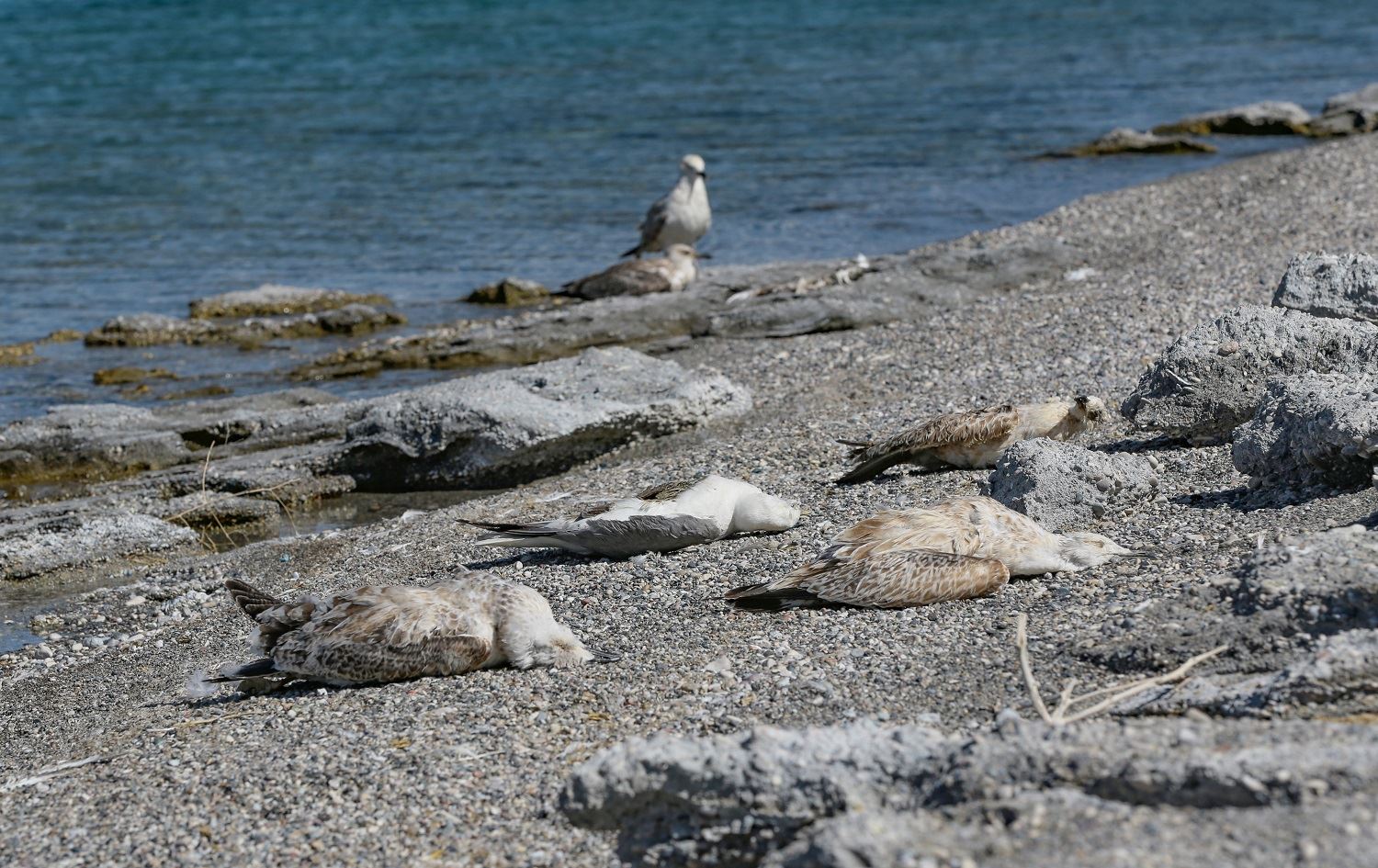 Her sal bi milyonan Qaqlîbaz di havînê de li Gola Wanê kom dibin