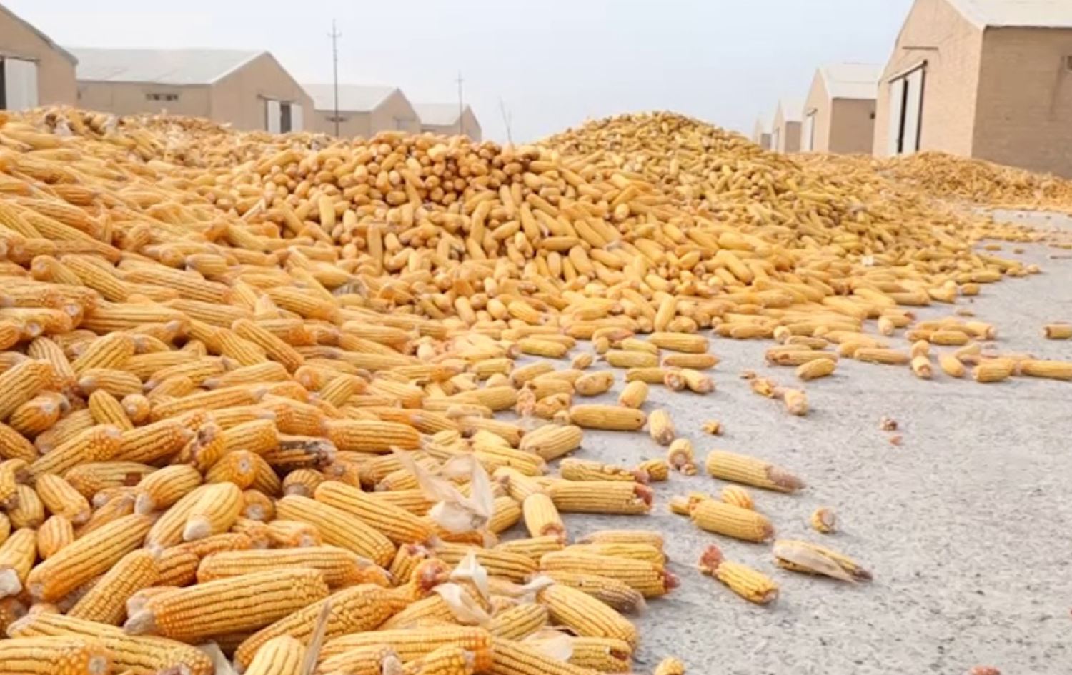 كركوك تطالب الحكومة العراقية السماح بحفر الابار لزراعة الذرة الصفراء