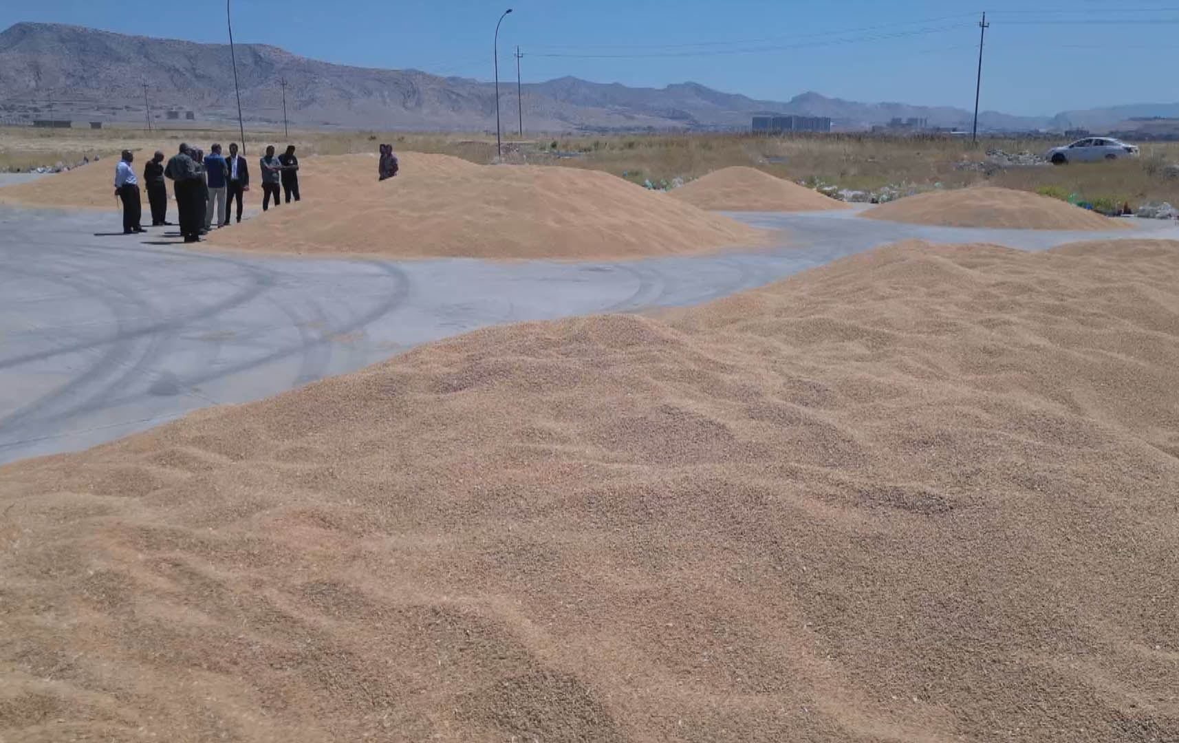 پارێزگاری دهۆک: کێشەی وەرگرتنی گەنمی جووتیاران چارەسەر بوو