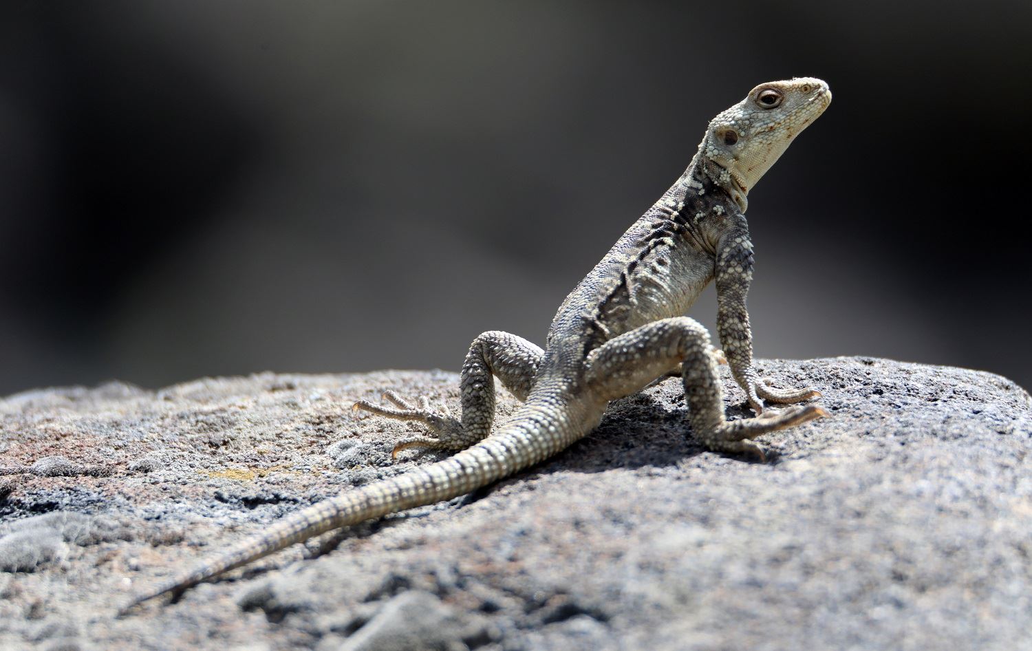 Li Îdir û derdora Çiyayê Agiriyê gelek cureyên ajelên xişok hene