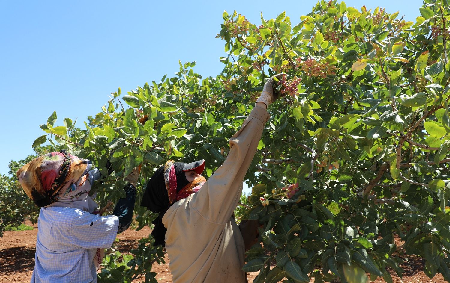 Li Bakurê Kurdistanê komkirina fistiqên kesk dest pê kir