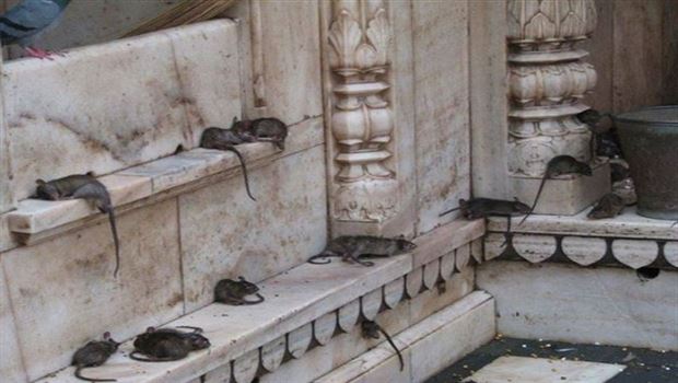 Li perestgehê 20 hezar mişk!