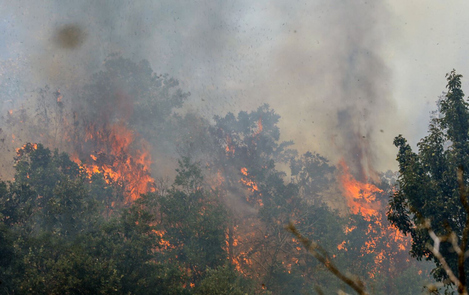 Rojhelat environmentalists blame government inactivity for frequent forest fires