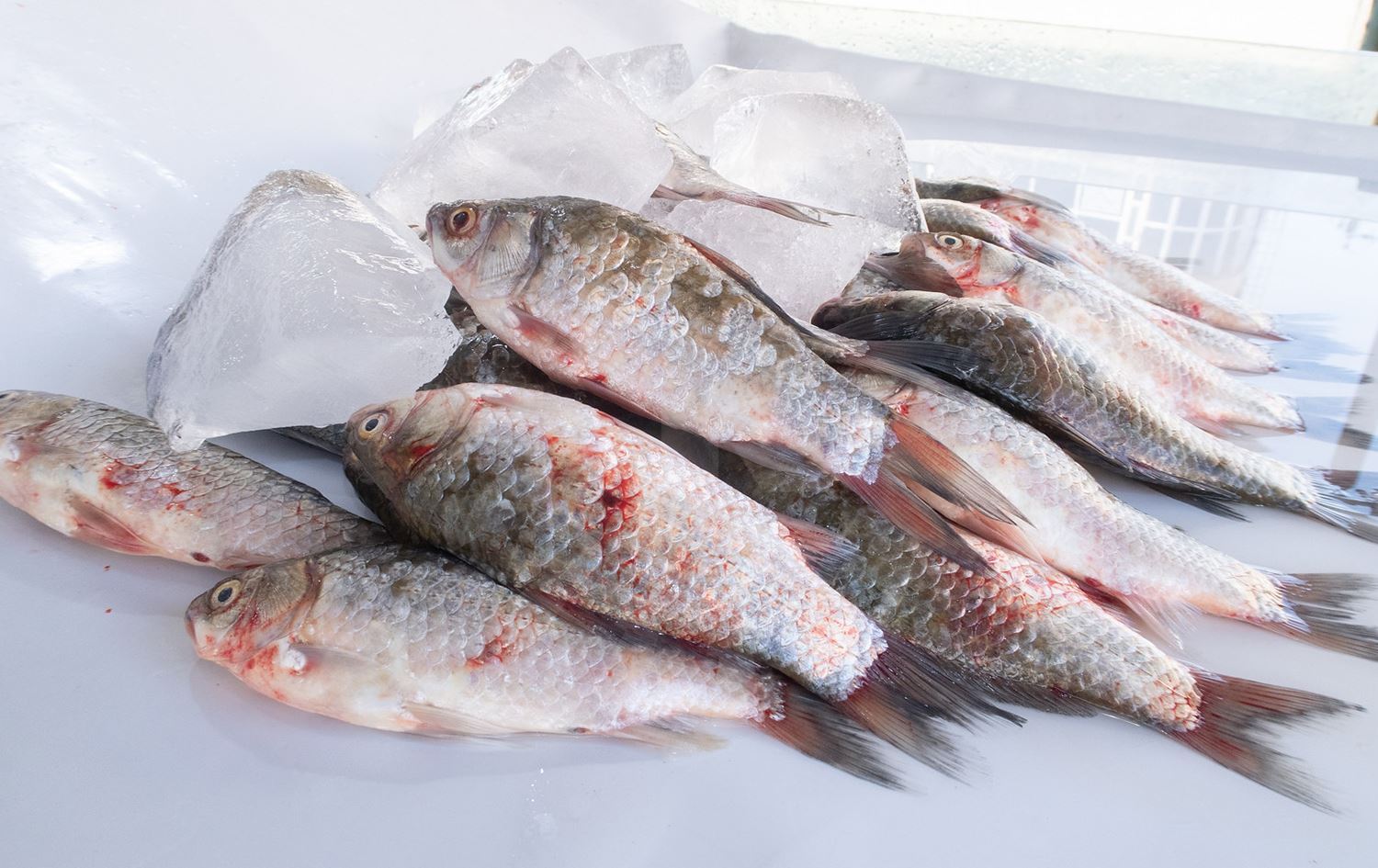 سمك مبرّد/ ارشيفية