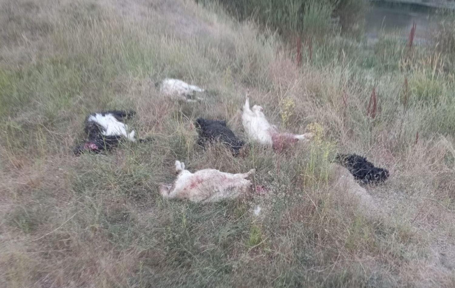 لەکۆی 100 مەڕ و بزن، 36ـیان مردار بوون