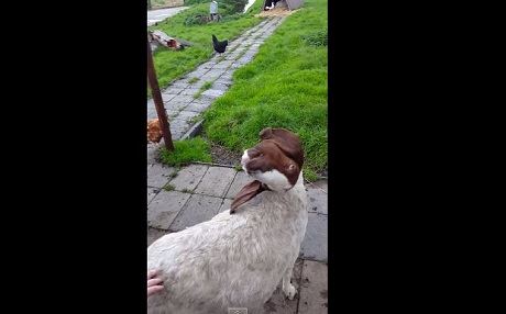 Bu hayvanın içine şeytan kaçmış!