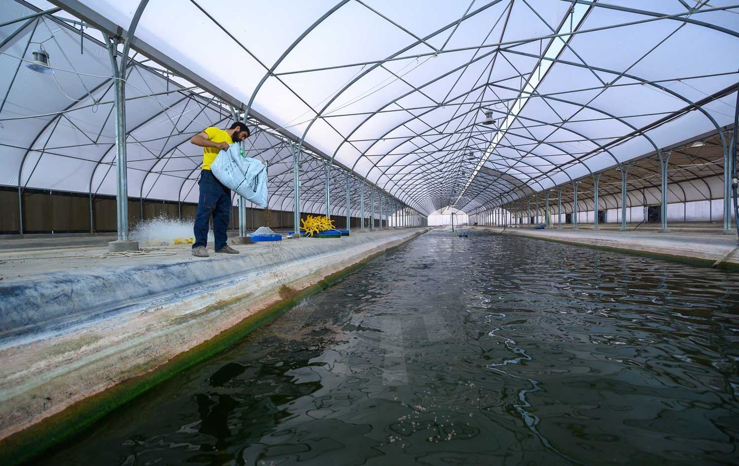 بەڕێوەبەری سامانی ماسی: بەرهەمی ماسی نزیکەی 65%ی خواستی نێوخۆیی پڕدەکاتەوە