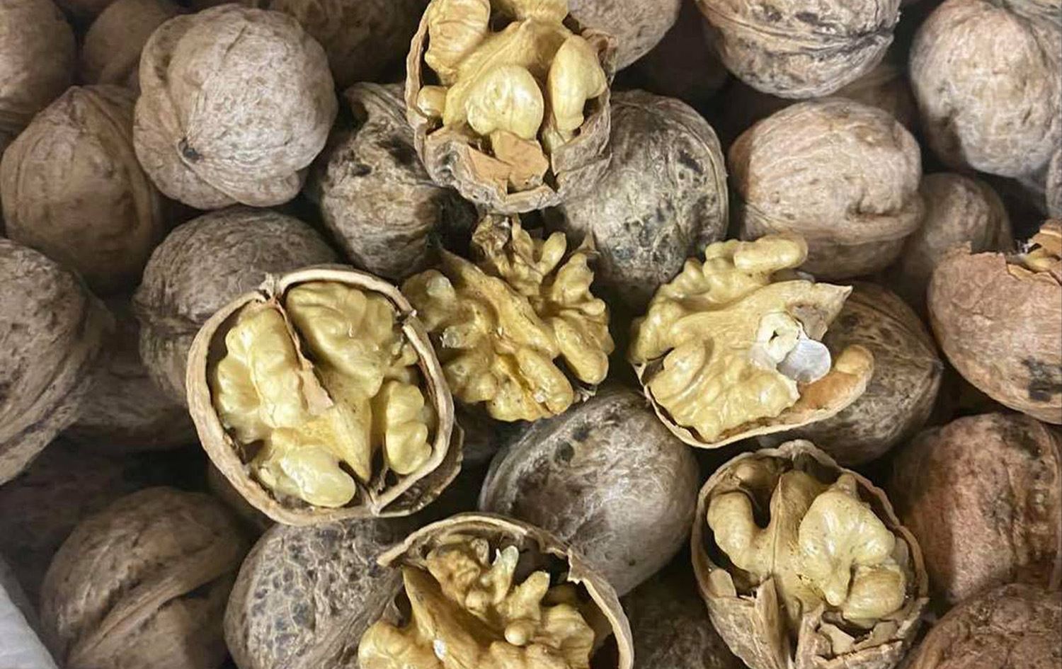 انطلاق مهرجان الجوز في حلبجة الشهر المقبل