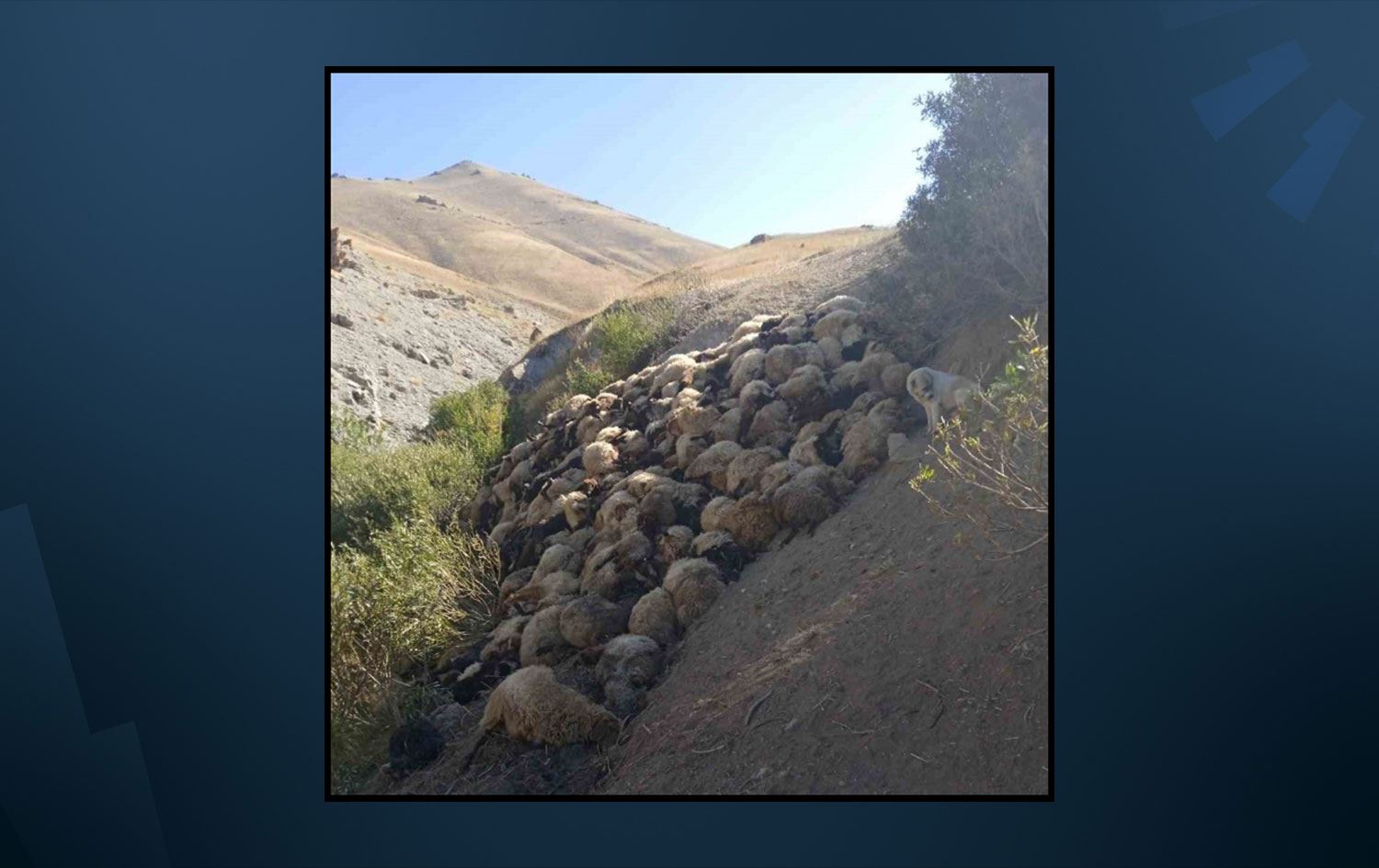 Uçuruma atlayan küçükbaş hayvanlar öldü