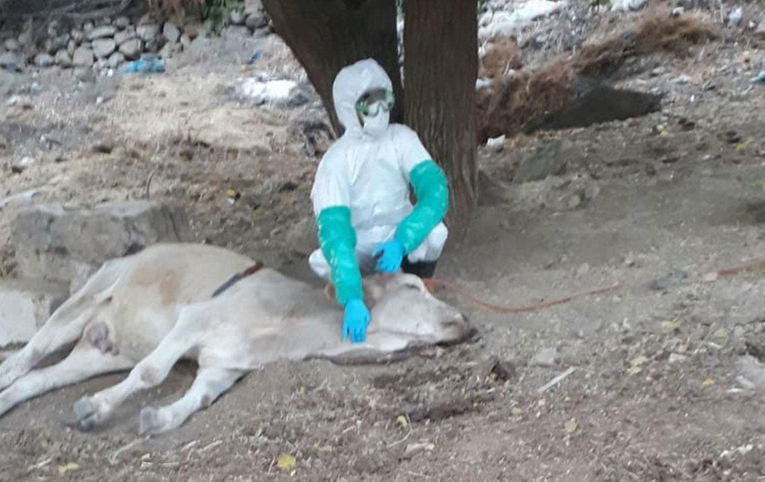 Diyarbakır'da 'kuduz' karantinası