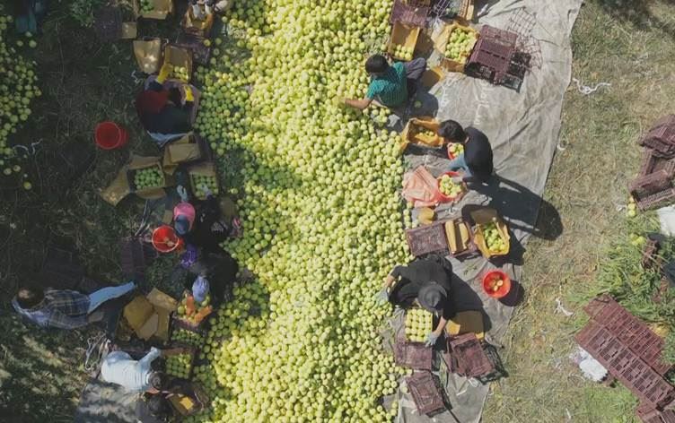 Li Urmiyeyê demsala berhevkirina sêvan dest pê kir