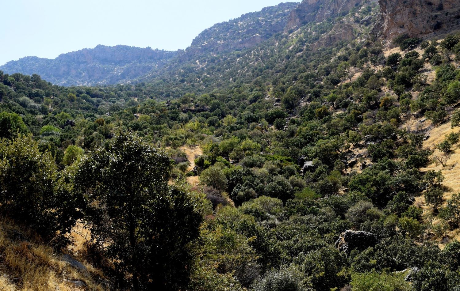 وێنەیەکی ئەرشیڤیی لە دارستانی زاگرۆس