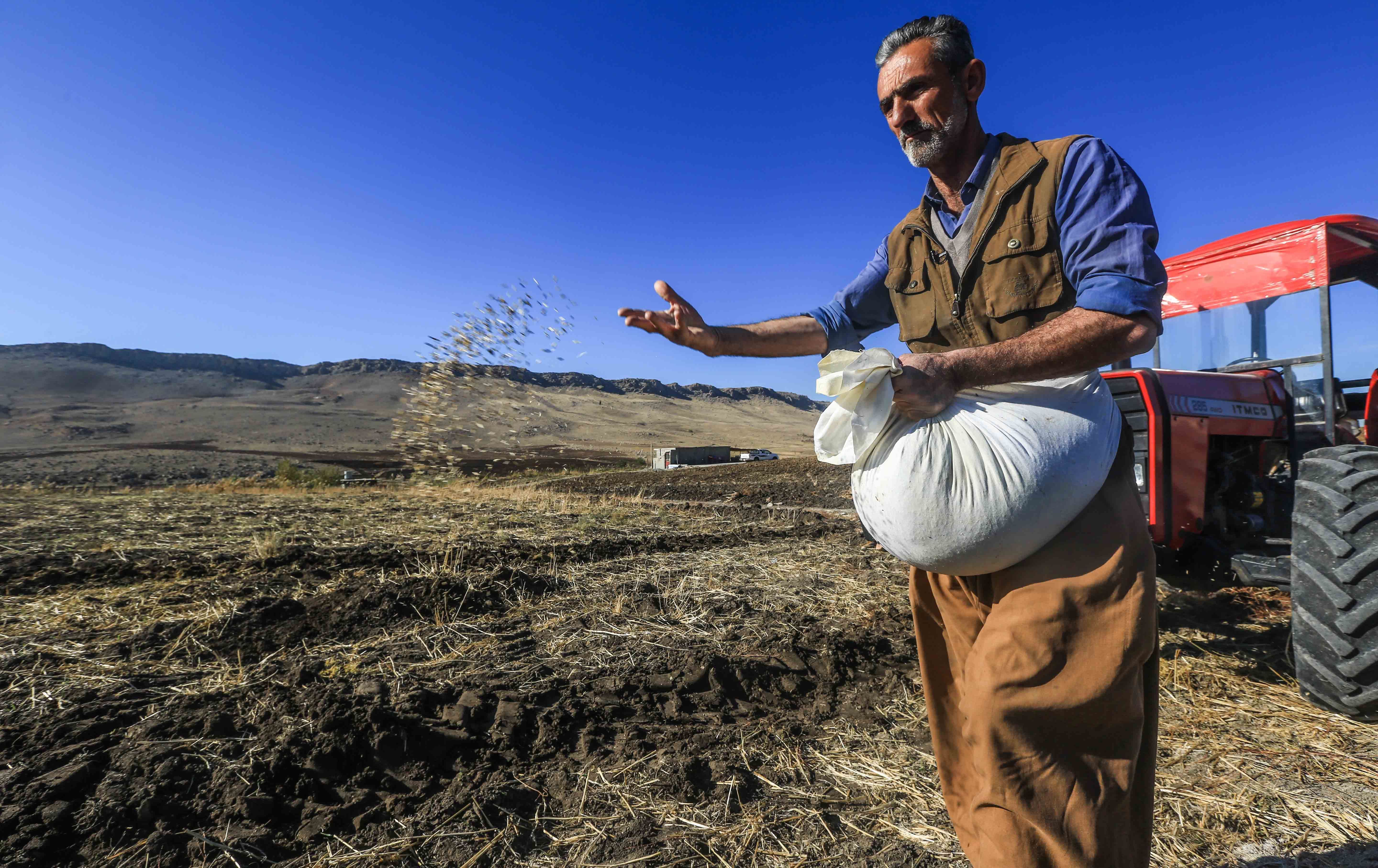 وێنەیەکی ئەرشیڤیی جووتیارێک لەکاتی چاندنی گەنمدا، وێنە: رووداو