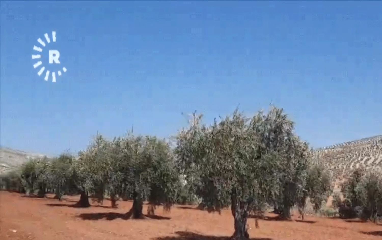 Li Efrînê zeviyeke zeytûnan / Wêne û Vîdeo: Rûdaw