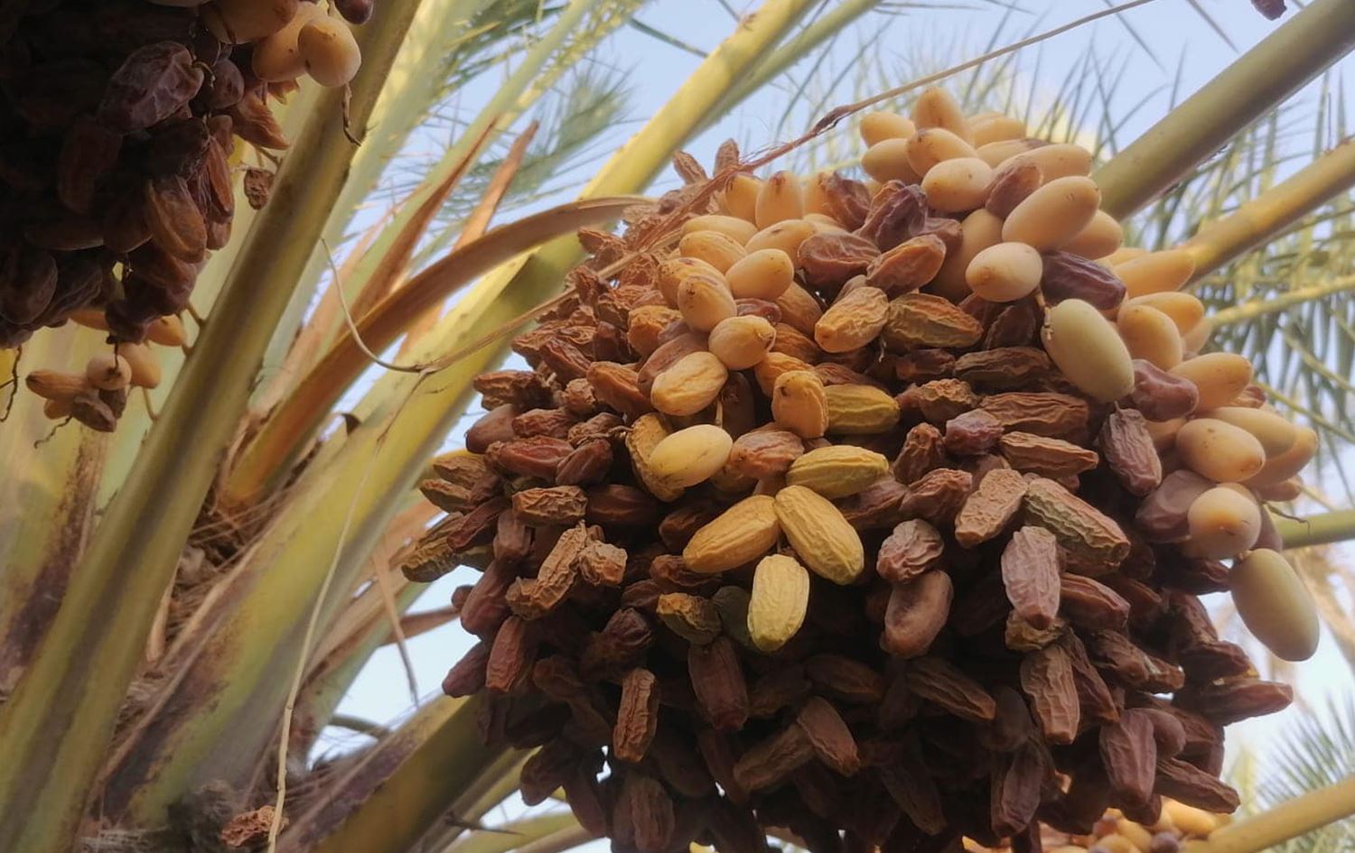 تجريف أكثر من 50 ألف دونم من بساتين النخيل في البصرة