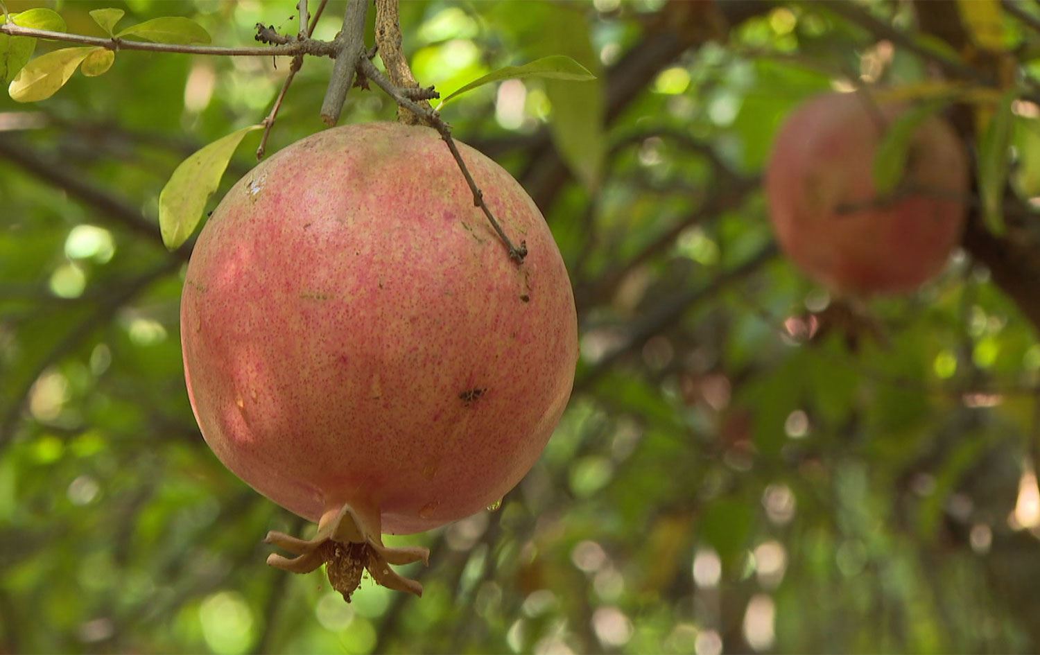 هەناری هەڵەبجە