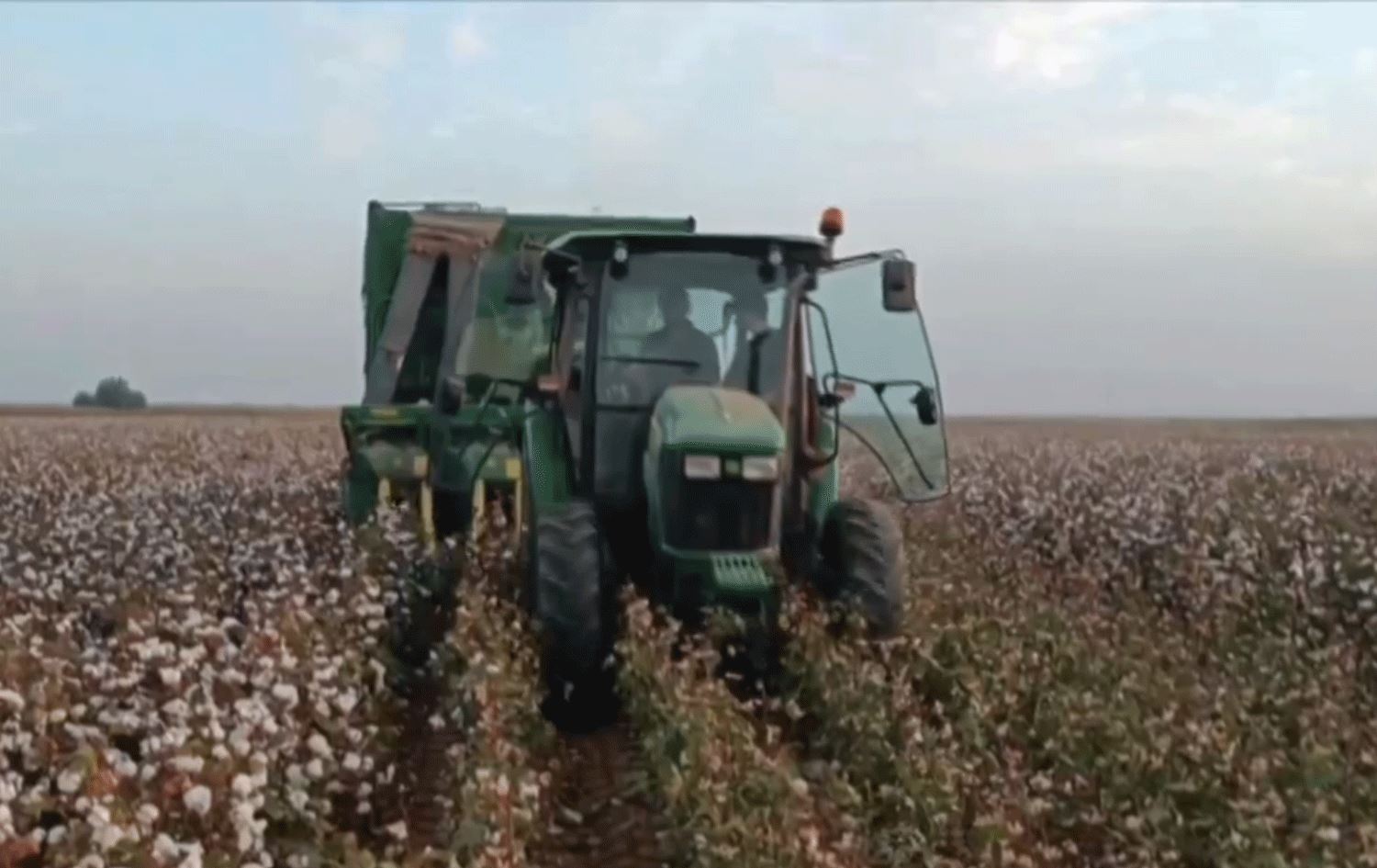 Zeviyeke pembo li Rihayê / Wêne û Vîdeo: Rûdaw