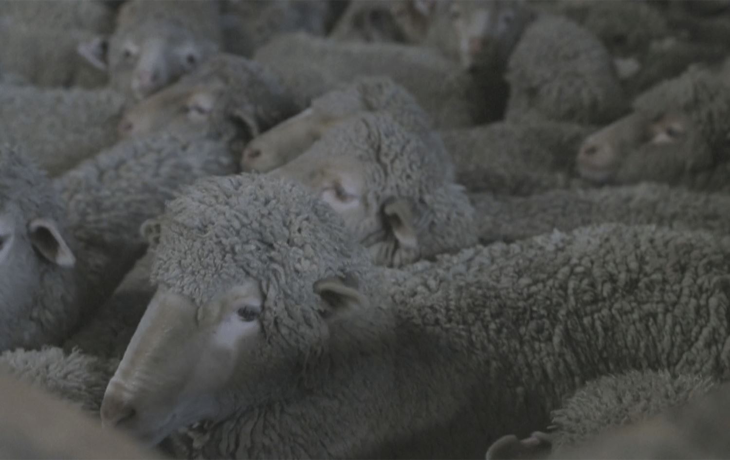 ئارامکردنەوەی ئاژەڵەکان بە میوزیک