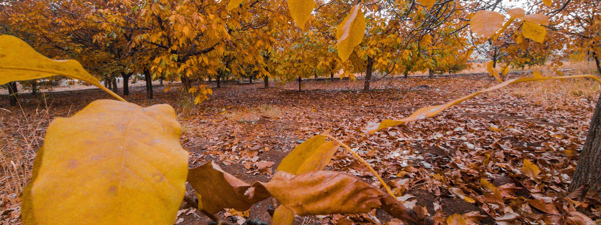 صور.. الخريف في "ميركابان"