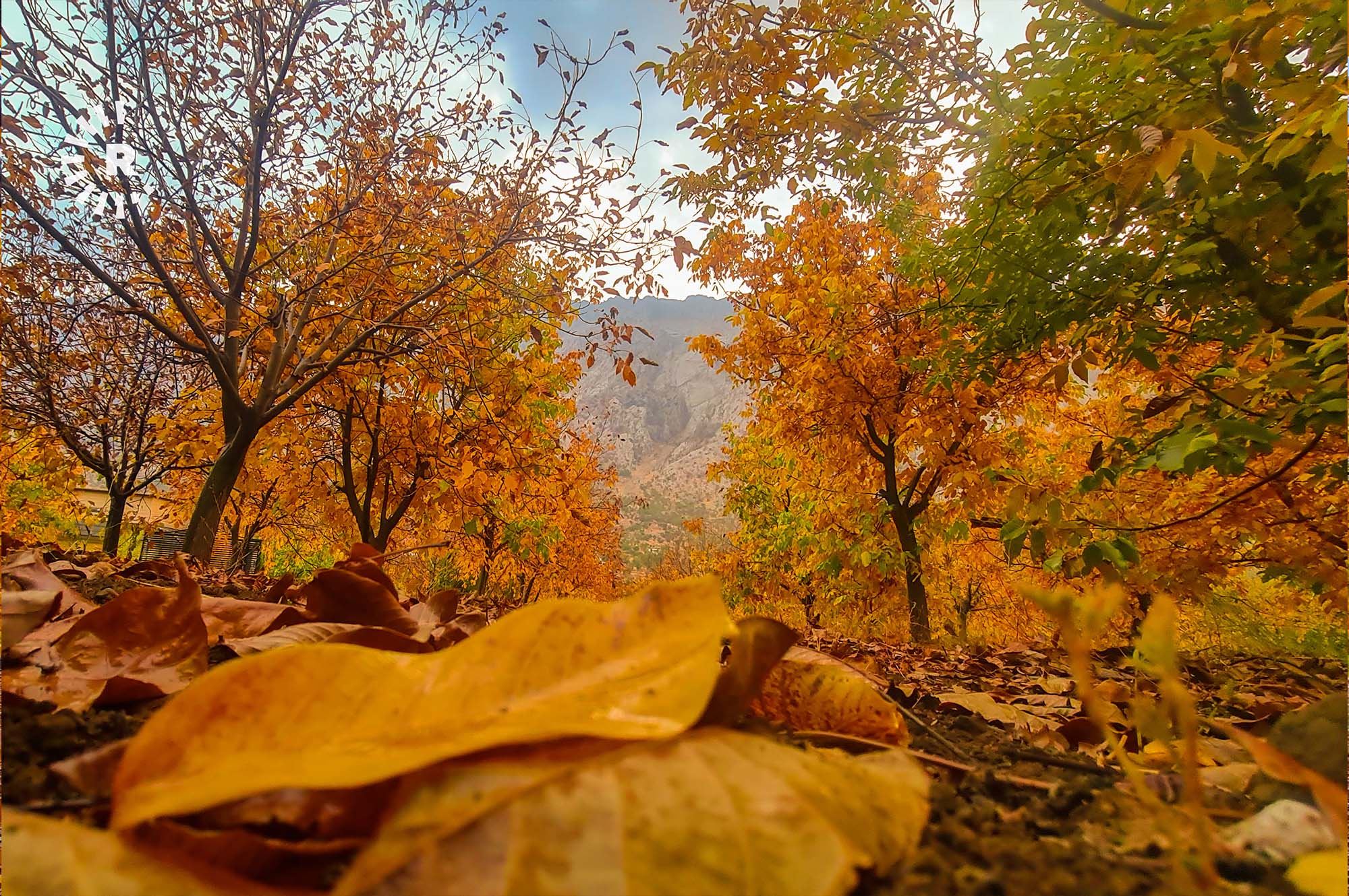 Fotoğraflarla Süleymaniye Mêrgepan’da sonbahar
