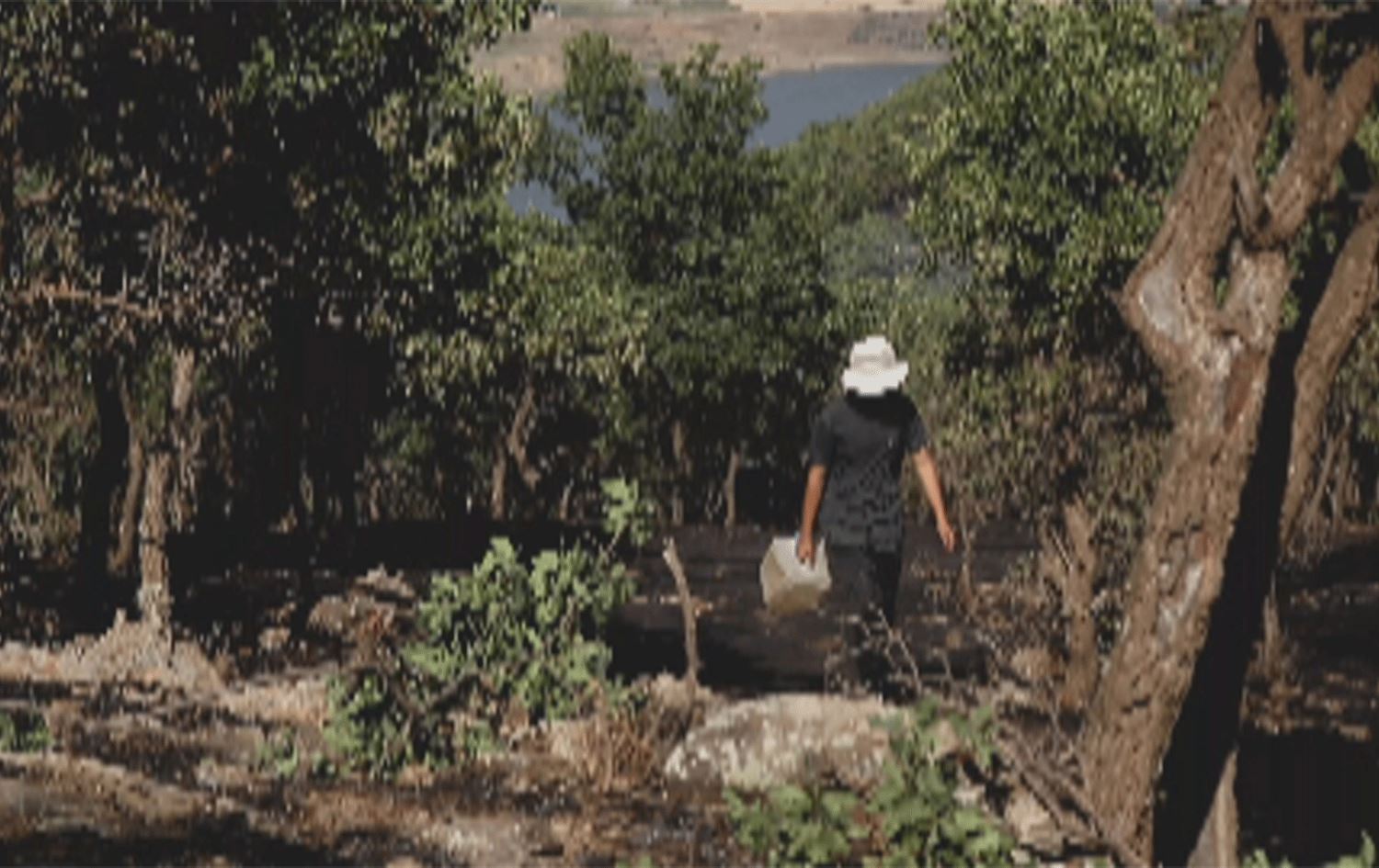 هەڵمەتێک بۆ دروستکردنی دارستان لە مەریوانی رۆژهەڵاتی کوردستان