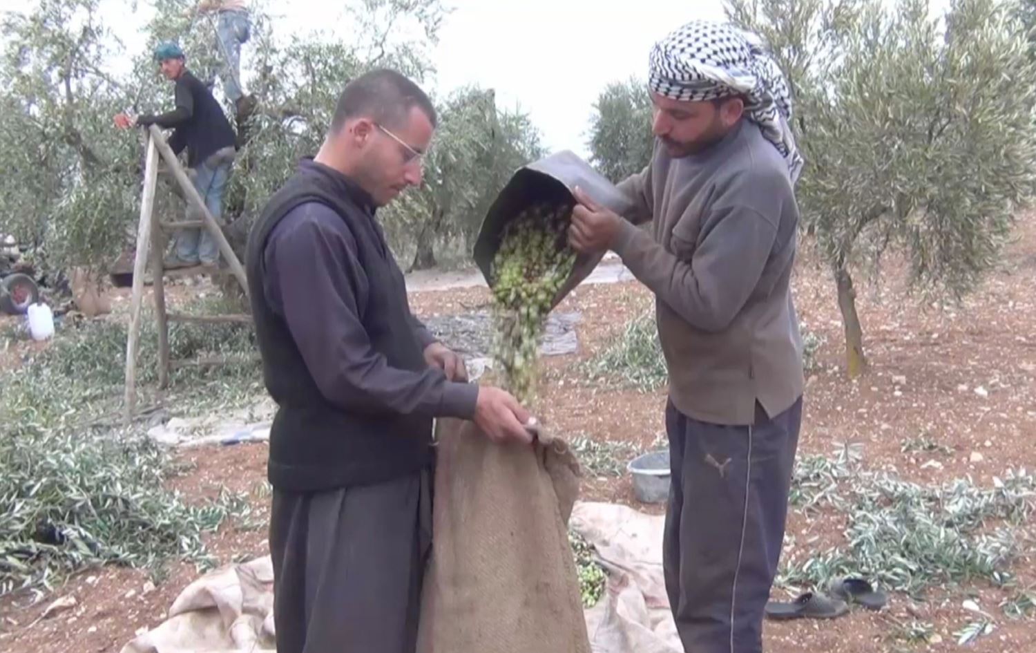 Berhevkirina Zeytûnan