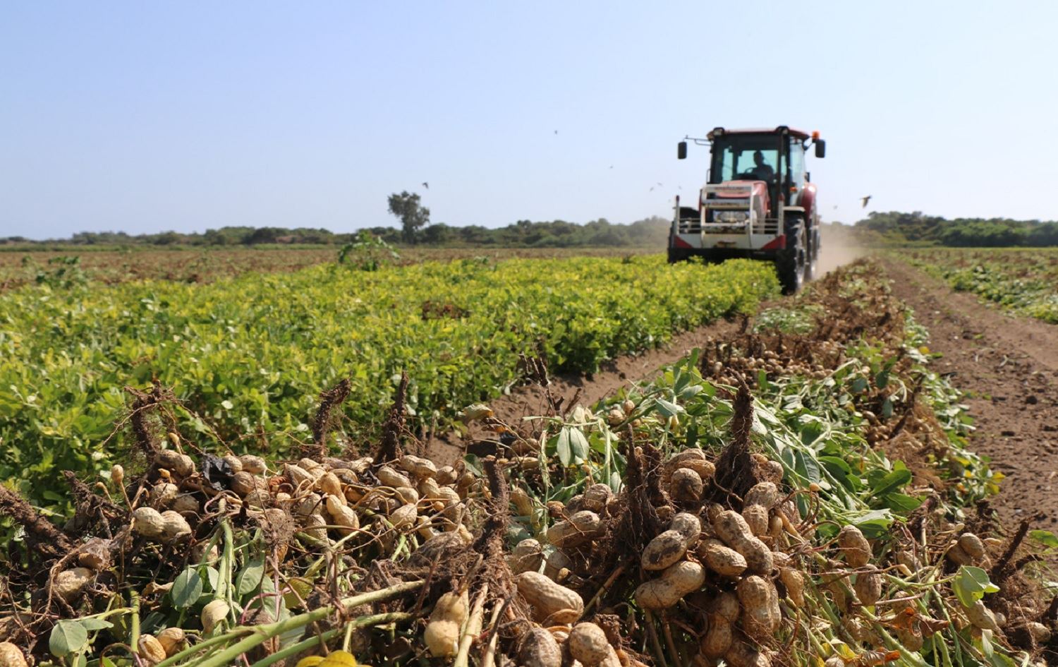 Li Rihayê berhema fistiqên bin erdê /