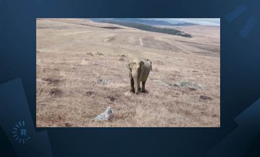 Ardahan'da bir çoban arazide gördüğü filin fotoğrafını çekti