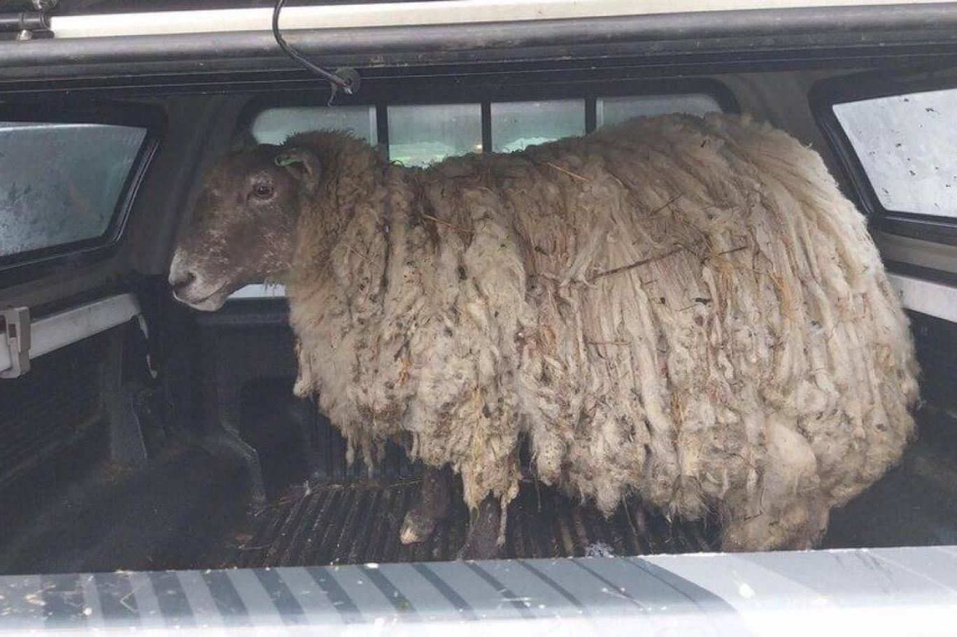 'Dünyanın en yalnız koyunu' nasıl kurtarıldı?