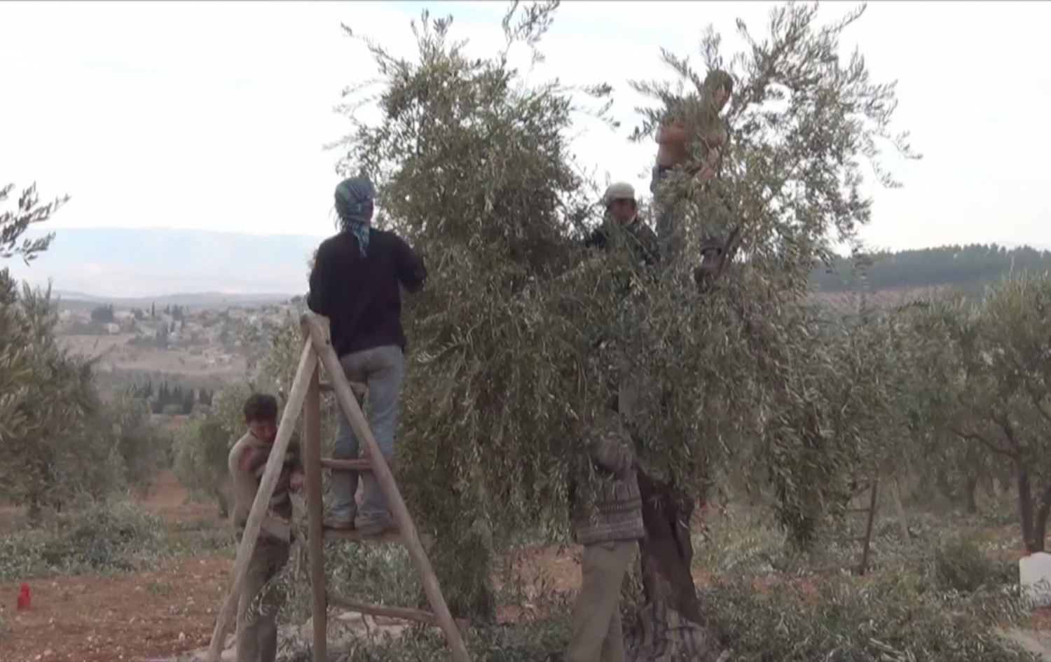 Grûpên çekdar li Efrînê bacê li ser cotkaran ferz dikin