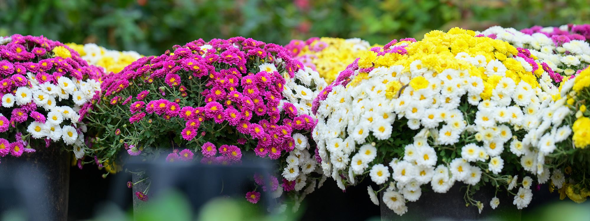 ئەو گوڵانەی ناهێڵن باخچەی ماڵەکان لە پاییزدا تەنیا زەرد دەرکەون