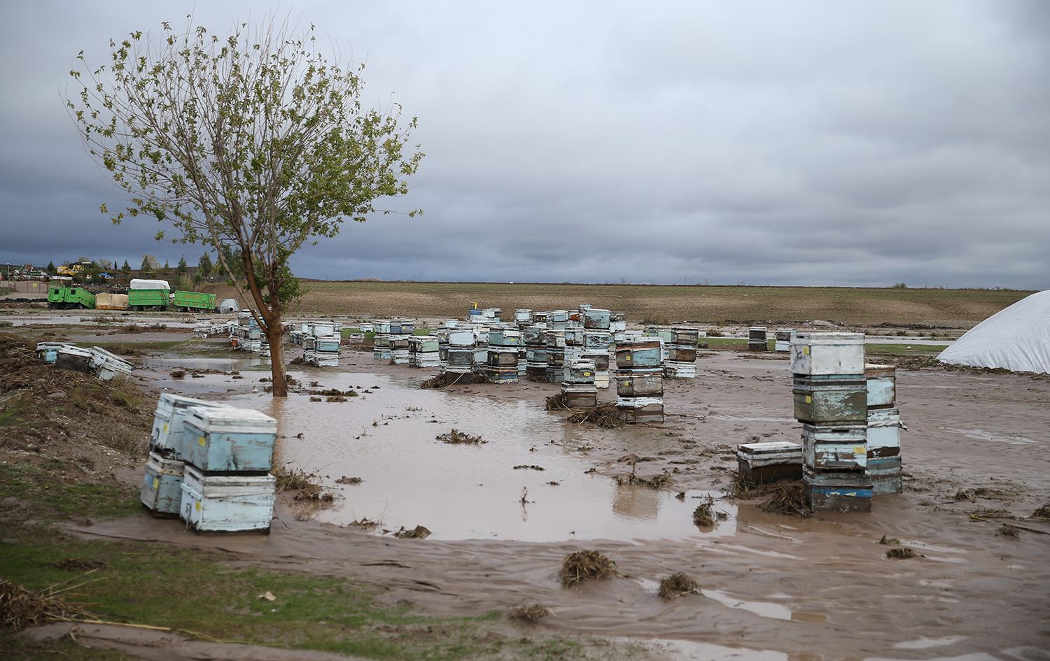 Kewarên mêşan ên ku di bin lehiyê de mabûn/Wêne: AA