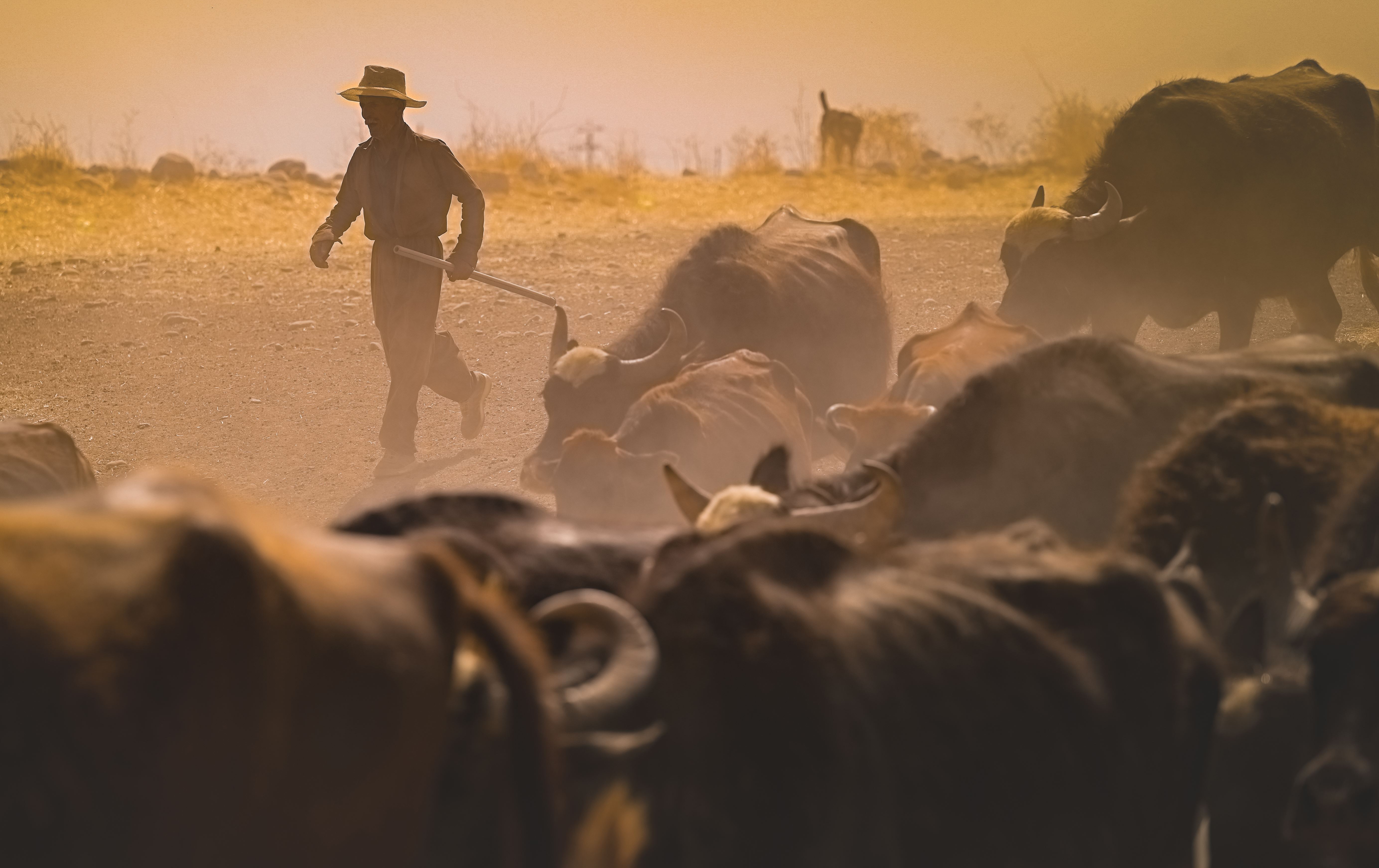 وەزارەتی کشتوکاڵ: چوار ساڵی رابردوو 490 پرۆژەی ئاژەڵداری و پەلەوەری جێبەجێکراون