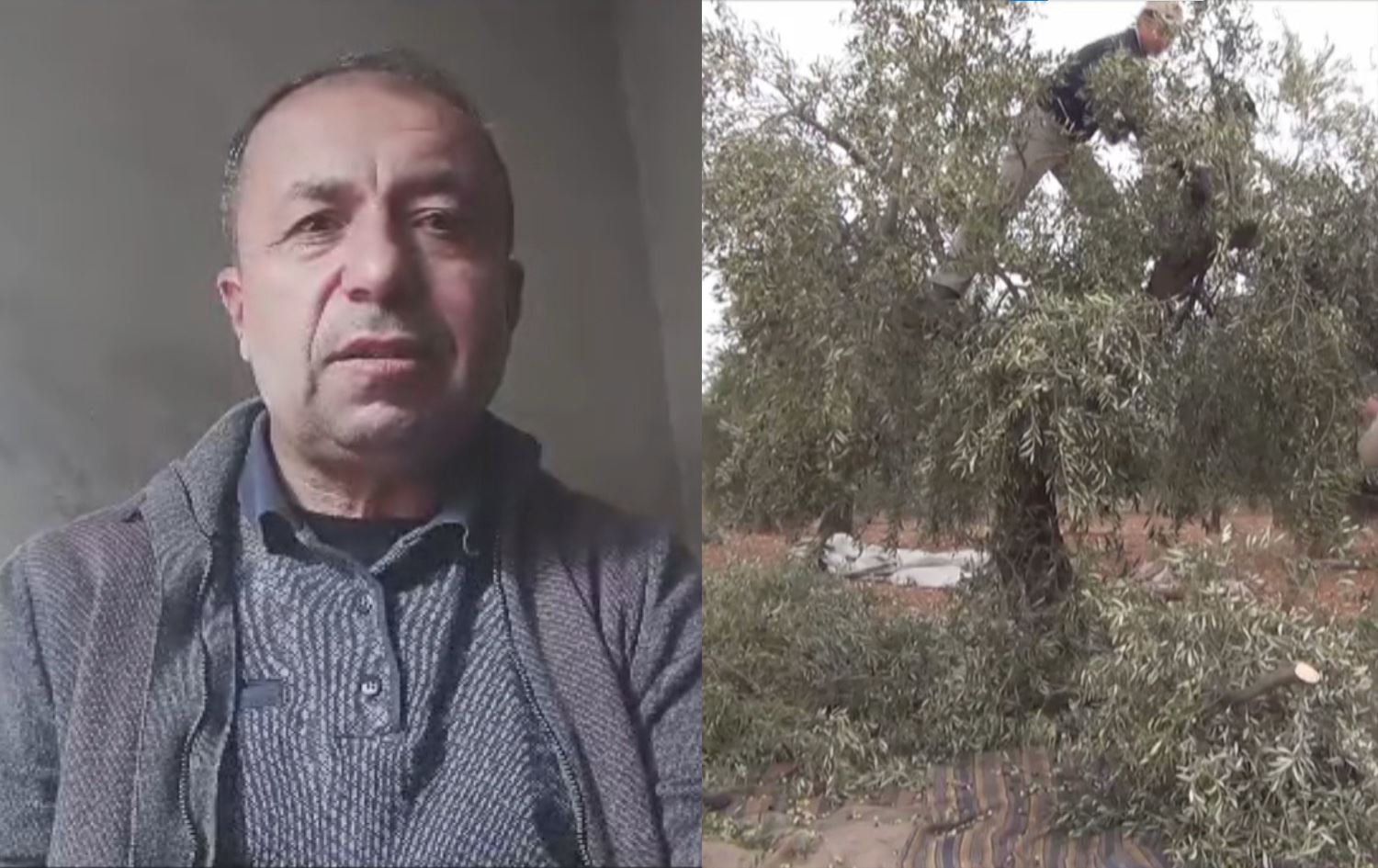 Li Efrînê baca li ser cotkarên Kurd hatiye zêdekirin