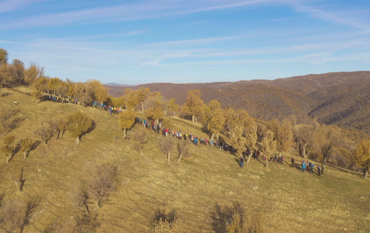 لە بانە کەمپەینی 'زاگرۆسانە' بۆ چاندنی دار بەشێوەیەکی بەرفراوان بەڕێوەچوو