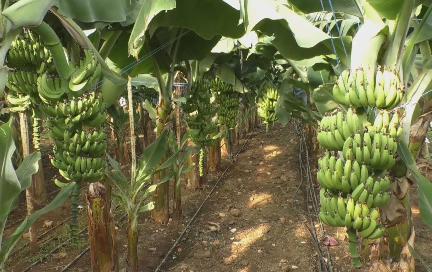 Zeviyeke mûzan a li parêzgeha Tertûsê ya Sûriyeyê