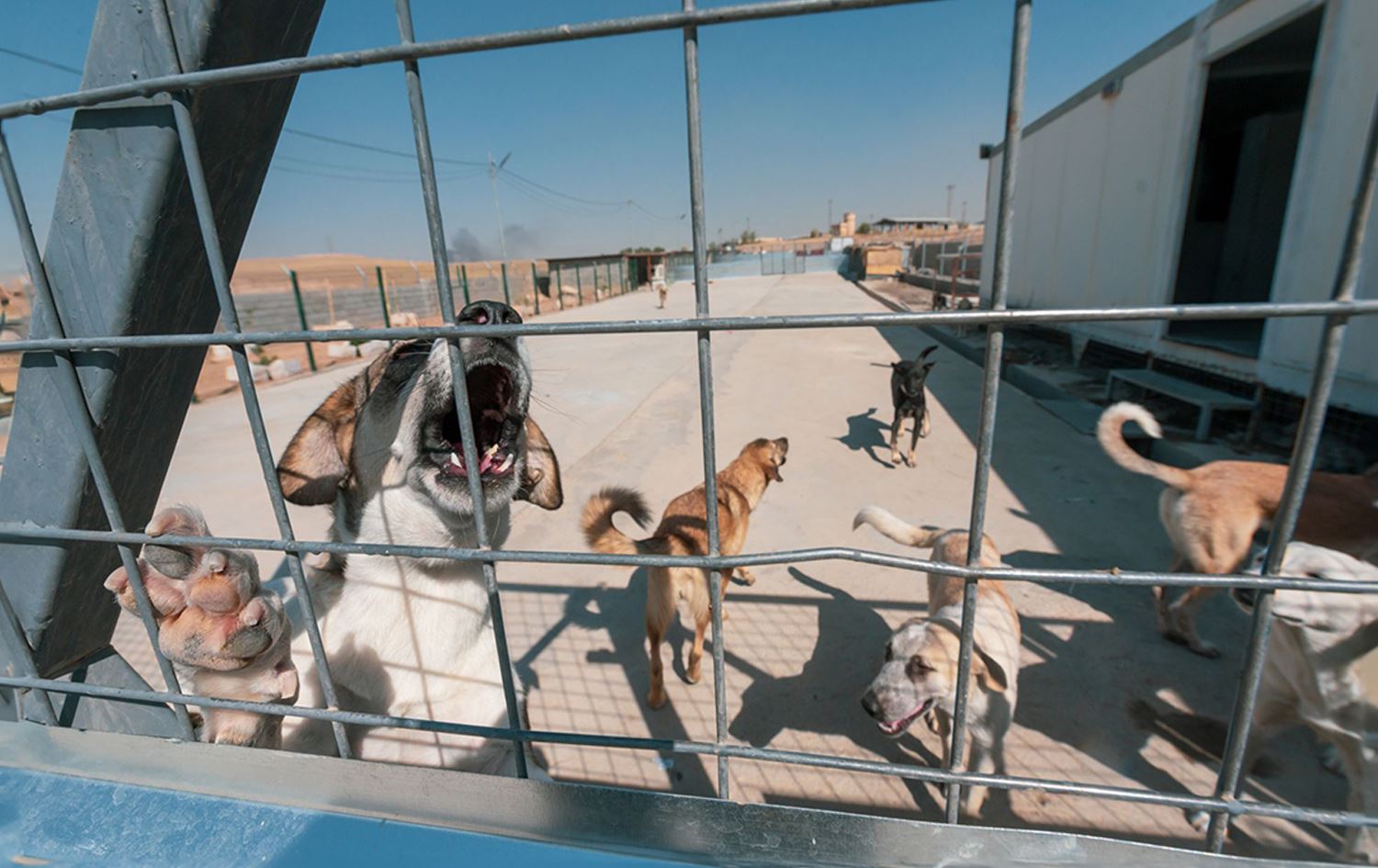 خزمێکی ئەو کەسەی لە هەولێر سەگێکی سەربڕی: بابەتەکە جادوو بوو بۆ منداڵبوون