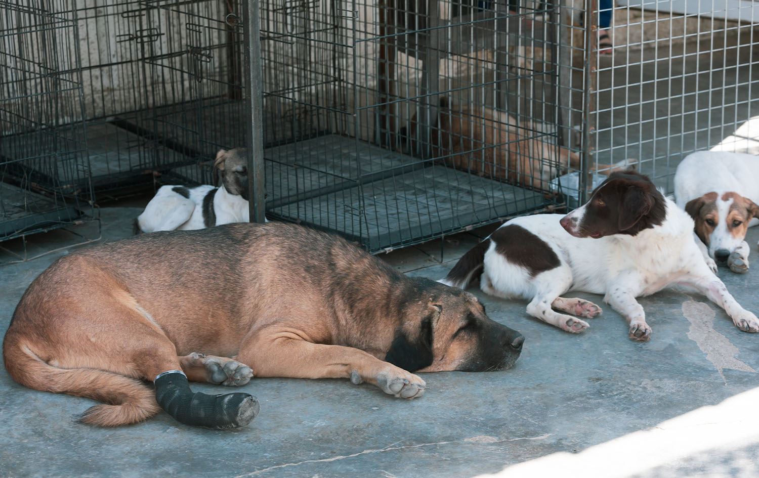 Dog beheaded for sorcery in Erbil; perpetrator arrested