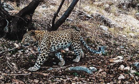 Leopard in Kurdistan Region